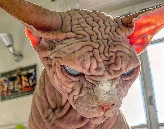 wrinkly cat